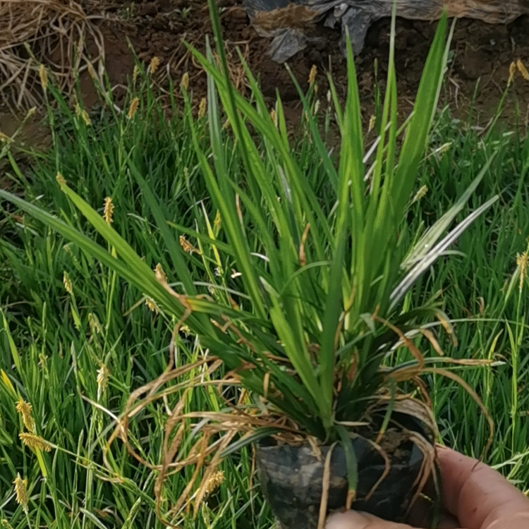 崂峪苔草 青州双亚崂峪苔草种植基地批发 绿化植被