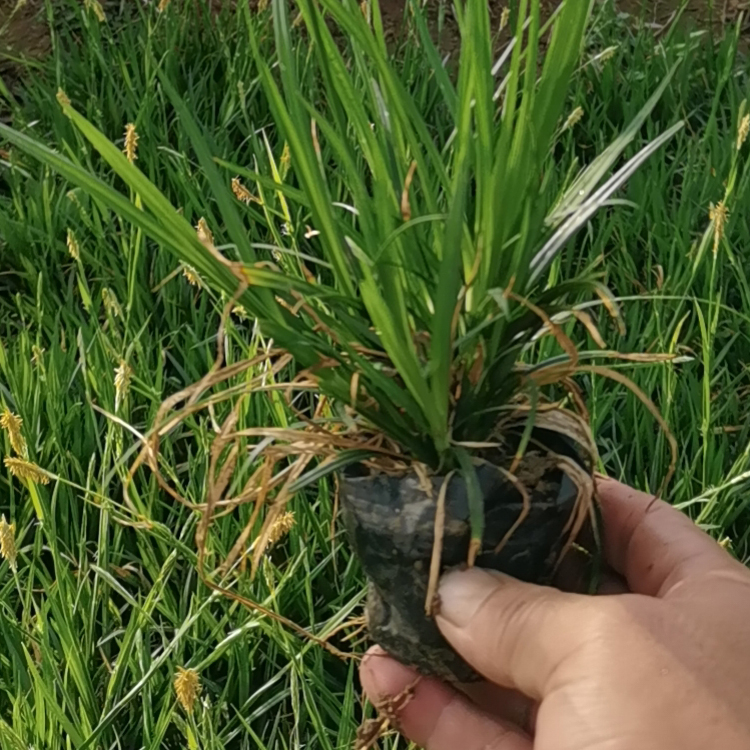 双亚花卉崂峪苔草苗供应商出售 崂峪苔草苗耐荫性较强