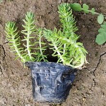 小黑桶金叶佛甲草 双亚花卉小黑桶金叶佛甲草种植基地出售 质优价廉