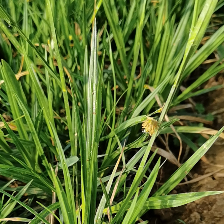 崂峪苔草苗 双亚崂峪苔草苗种植基地出售 量大从优