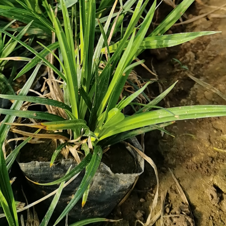 青州双亚崂峪苔草苗供应商批发 崂峪苔草苗质优价廉