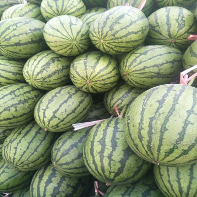 西瓜种植基地出售西瓜种苗 早中熟小型西瓜种苗 生长稳健