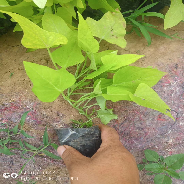 金叶薯基地 青州黄金薯价格 江瑞花卉