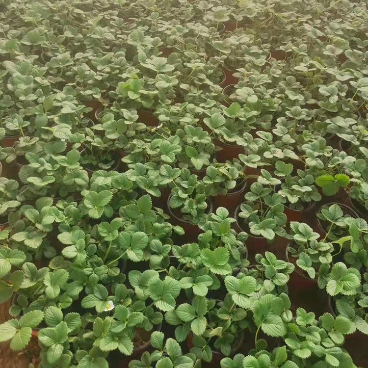 草莓盆苗基地 泽润供应草莓盆苗 大量供应