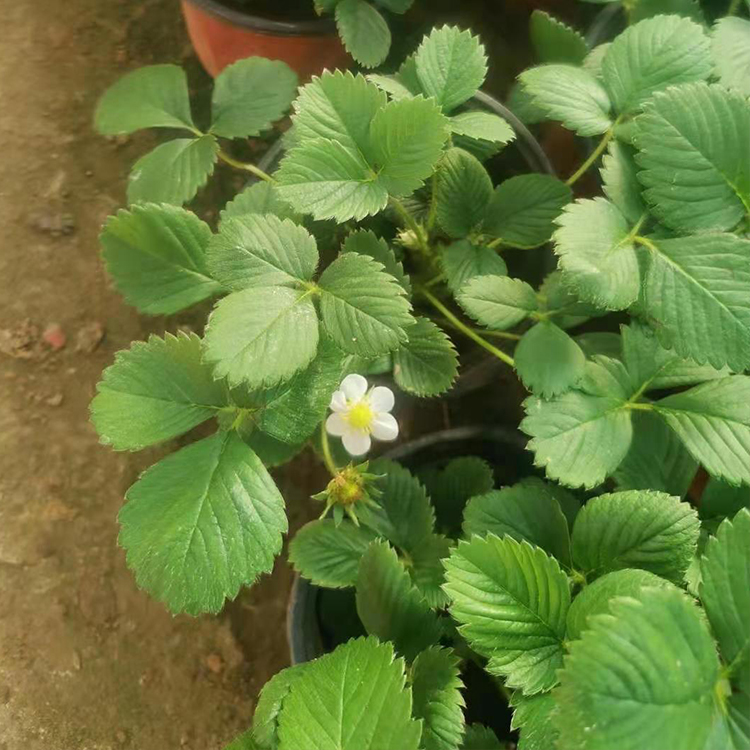 草莓盆苗供应 泽润供应草莓盆苗 来电询价