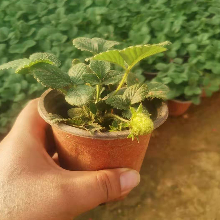 草莓盆苗种植基地 苗圃供应草莓盆苗 价格优惠
