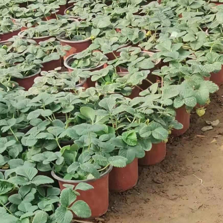 草莓盆苗批发商 泽润批发草莓盆苗 来电询价
