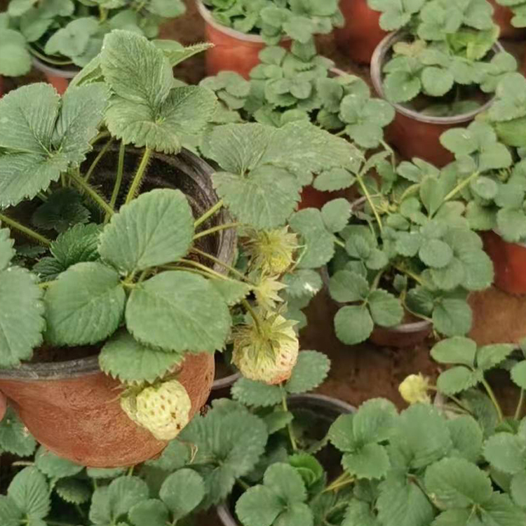 泽润草莓盆苗 草莓盆苗批发 价格优惠