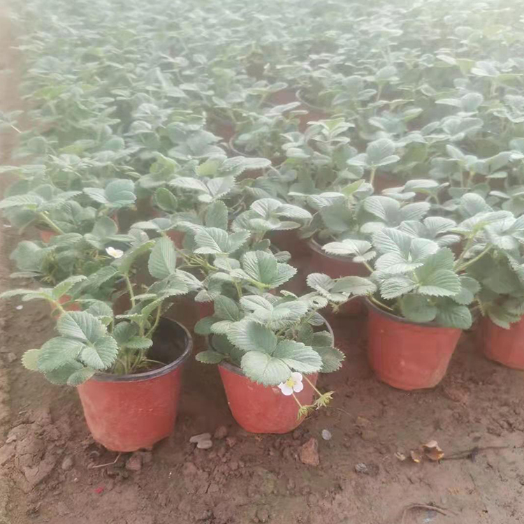 草莓小苗供应 好成活草莓小苗 来电咨询