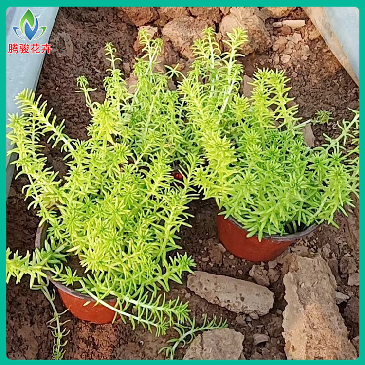 基地直售 地被绿化用植物 青州金叶佛甲草销售