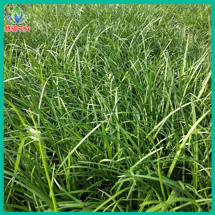 基地供应 麦冬草 青州花卉苗木 麦冬草批发