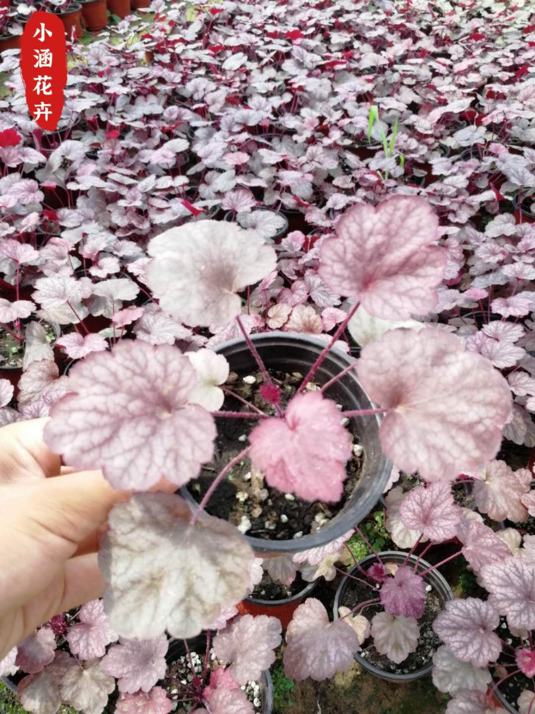 山东草花盆栽矾根培育 盆栽矾根量大从优  多色矾根
