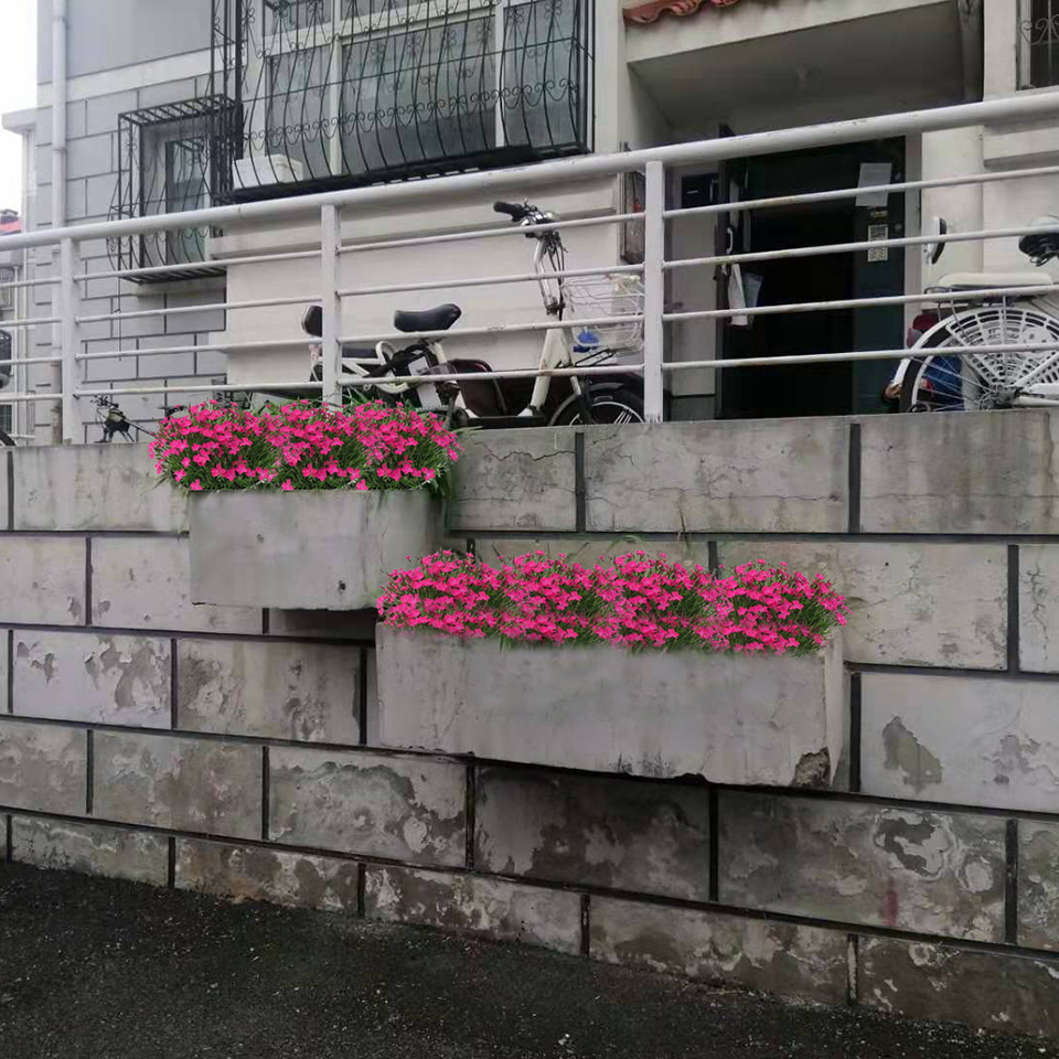 大量供应欧石竹 欧石竹报价 期待您的到来