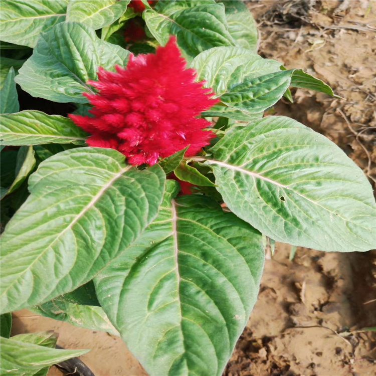 一支笔鸡冠花价格 山东鸡冠花种植基地 老鸡冠花批发