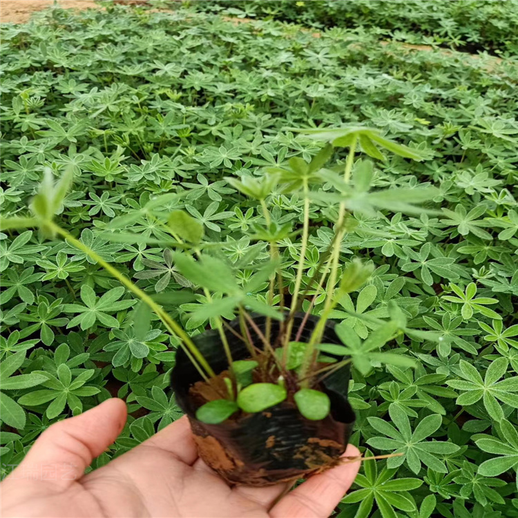 鲁冰花出售 山东鲁冰花价格 江瑞花卉直供