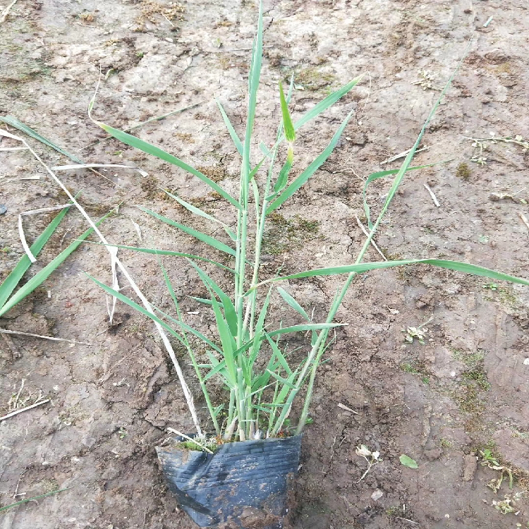 芦苇基地 山东芦苇价格 芦苇现货供应 欢迎选购