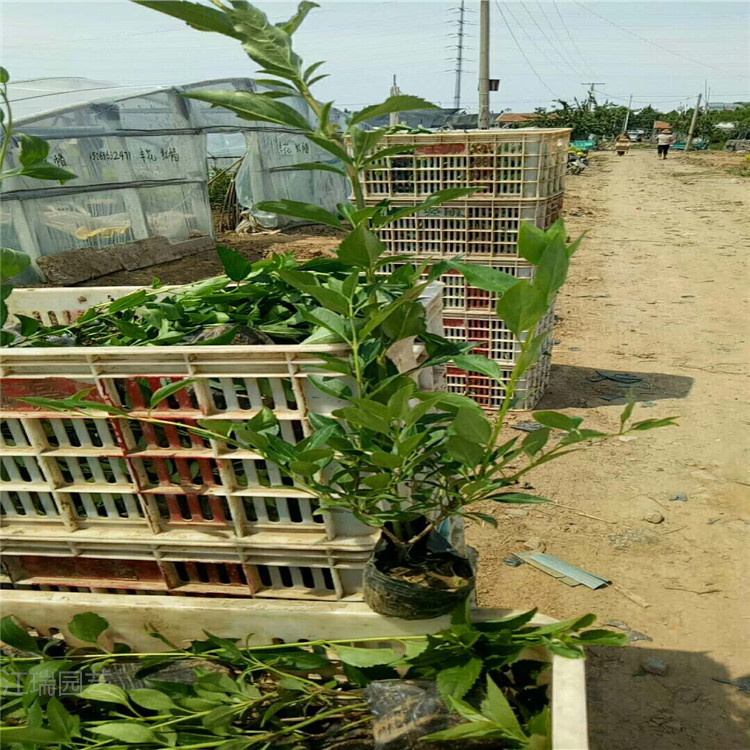 连翘基地 连翘小苗批发 欢迎致电咨询江瑞花木基地