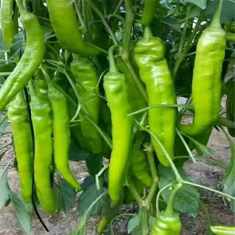 品相好抗病毒线椒苗耐寒陇椒种苗 线椒苗耐寒陇椒种苗抗病口感好