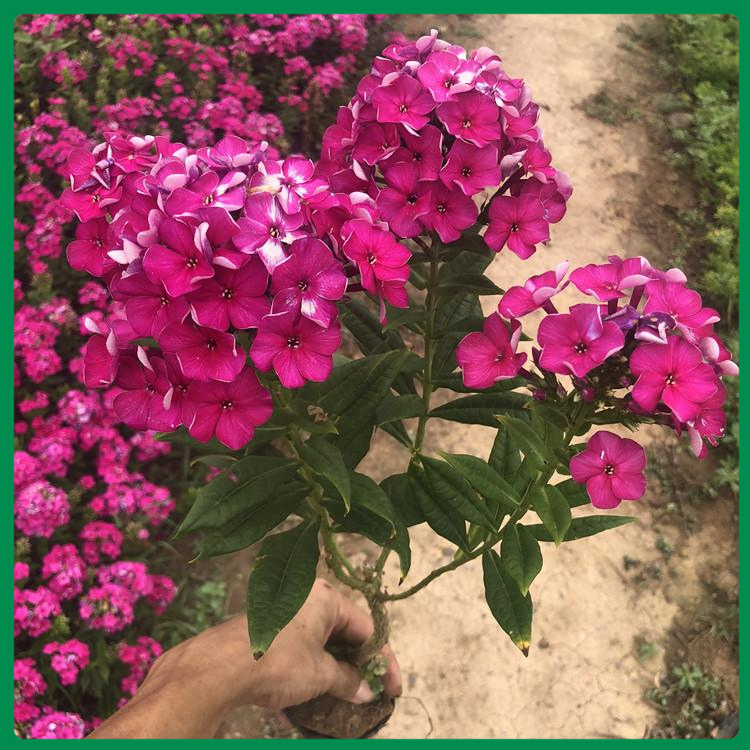 青州花卉芝樱小苗批发报价 芝樱小苗观赏价值高