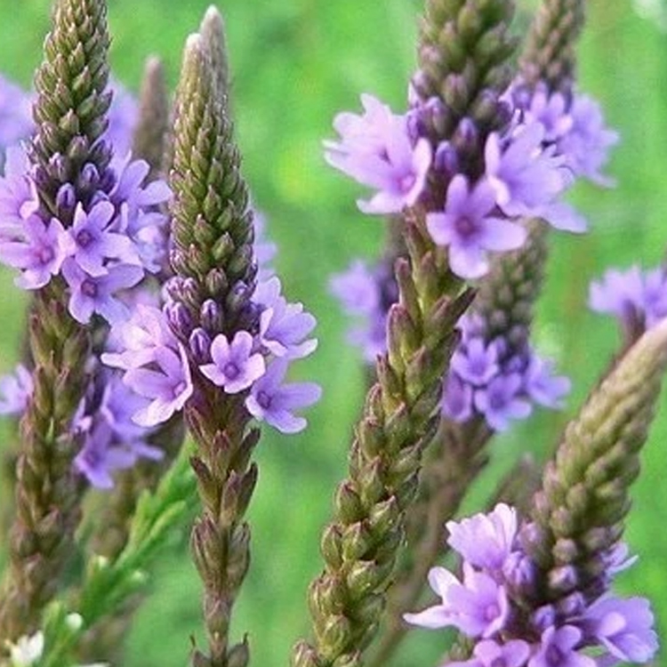 优良品种马鞭草 泽鑫马鞭草种植基地 价格优惠 