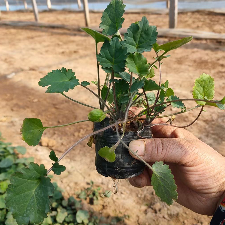 种植基地蛇莓苗大量批发 蛇莓苗量大从优