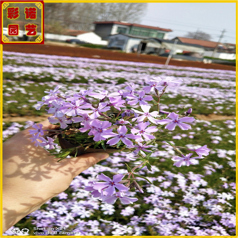 芝樱带盆土发货 宿根福禄考 丛生福禄考小苗 小区市政工程绿化苗