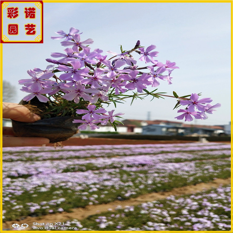 丛生福禄考容器苗 芝樱花种苗 针叶天蓝绣球杯苗