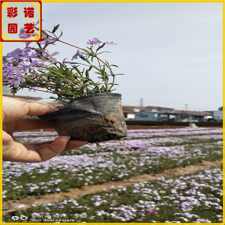 绿化苗丛生福禄考 芝樱花育苗基地 耐热花卉品种针叶福禄考图片