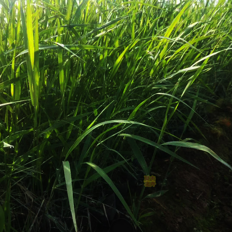 青州芦苇种植  芦苇价格 茗茜花卉