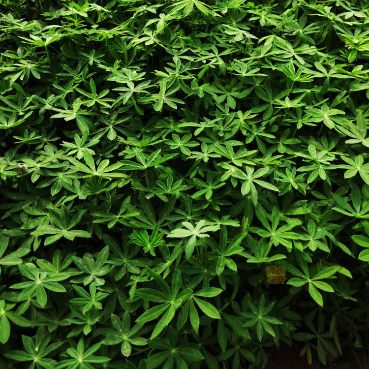 羽扇豆批发 羽扇豆供货商 夏杰花卉