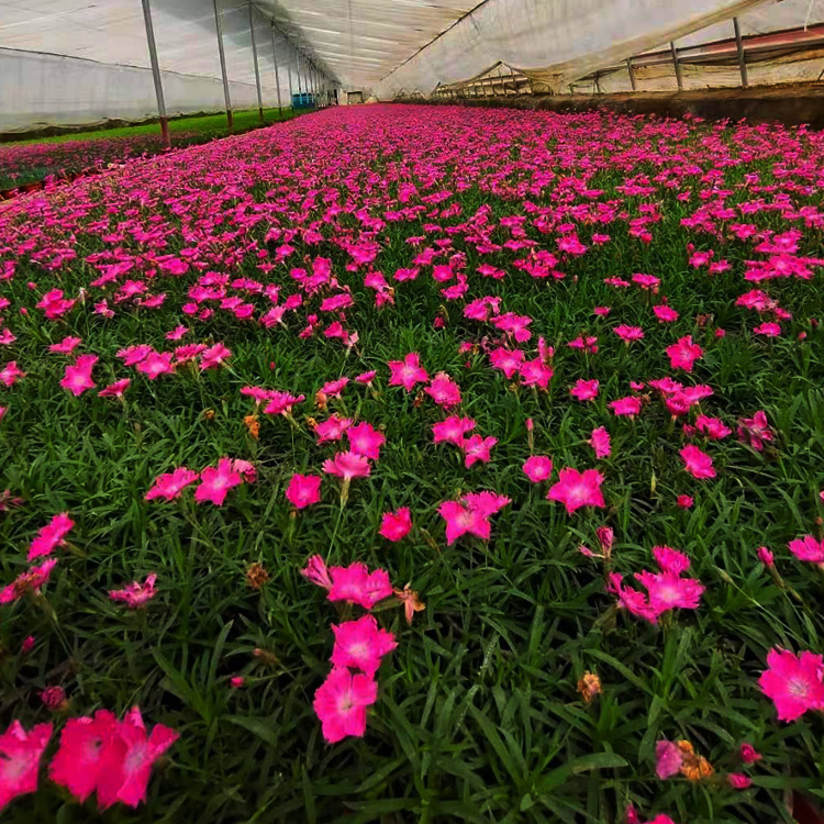 四季开花的花卉 欧石竹种植基地 夏杰花卉
