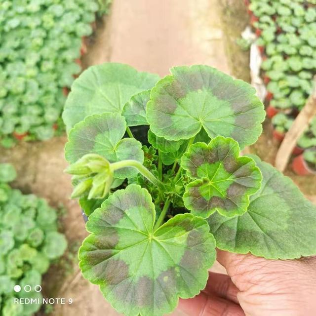 立即询价 联系企业 原产地货源天竺葵时令花草天竺葵安艺花卉绿化花木 天竺葵是多年生草本植物 植株饱满 茎直立 株高30 60厘米 叶色圆形 内有马蹄形环纹 花朵大而密集 开花似花球 花色有红 橙 粉 白 花果期为5 9月 喜温暖湿润气候 应用 立即询价 联系企业 原产地货源天竺葵时令花草天竺葵安艺花卉绿化花木 天竺葵是多年生草本植物 植株饱满 茎直立 株高30 60厘米 叶色圆形 内有马蹄形环纹 花朵大而密集 开花似花球 花色有红 橙 粉 白 花果期为5 9月 喜温暖湿润气候 应用