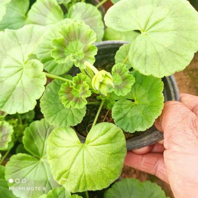 立即询价 联系企业 原产地货源天竺葵时令花草天竺葵安艺花卉绿化花木 天竺葵是多年生草本植物 植株饱满 茎直立 株高30 60厘米 叶色圆形 内有马蹄形环纹 花朵大而密集 开花似花球 花色有红 橙 粉 白 花果期为5 9月 喜温暖湿润气候 应用 立即询价 联系企业 原产地货源天竺葵时令花草天竺葵安艺花卉绿化花木 天竺葵是多年生草本植物 植株饱满 茎直立 株高30 60厘米 叶色圆形 内有马蹄形环纹 花朵大而密集 开花似花球 花色有红 橙 粉 白 花果期为5 9月 喜温暖湿润气候 应用