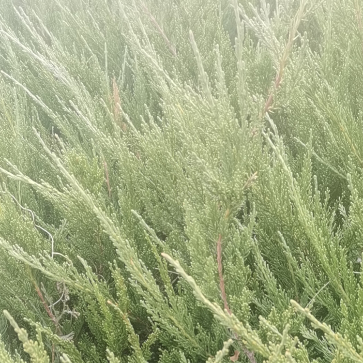 双亚种植基地小龙柏批发 小龙柏质优价廉