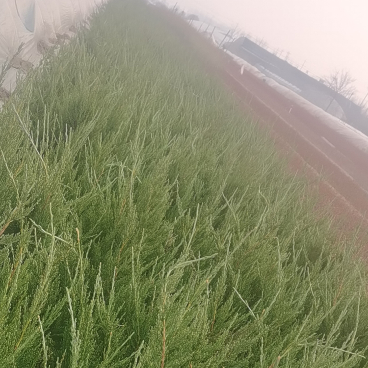 双亚花卉匍地龙柏价格 匍地龙柏常绿小乔木