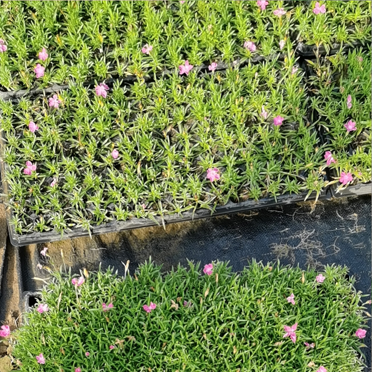 欧石竹穴盘苗报价 双亚欧石竹小苗种植基地出售
