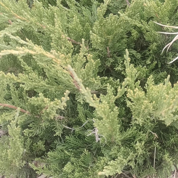 青州花卉匍地龙柏出售 匍地龙柏绿化植被