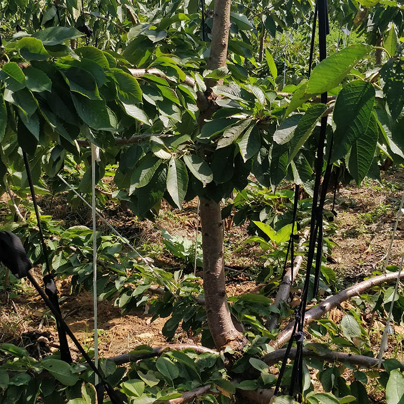 大青叶樱桃树苗 10-13公分 主干直径 大青叶樱桃苗 种植技术 
