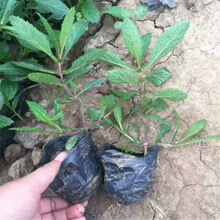 桑托斯马鞭草基地 多芽马鞭草价格 江瑞园艺欢迎选购