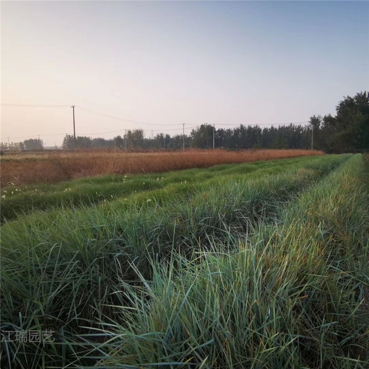 批发蓝冰麦 青州蓝冰麦供应 蓝冰麦价格 江瑞园艺
