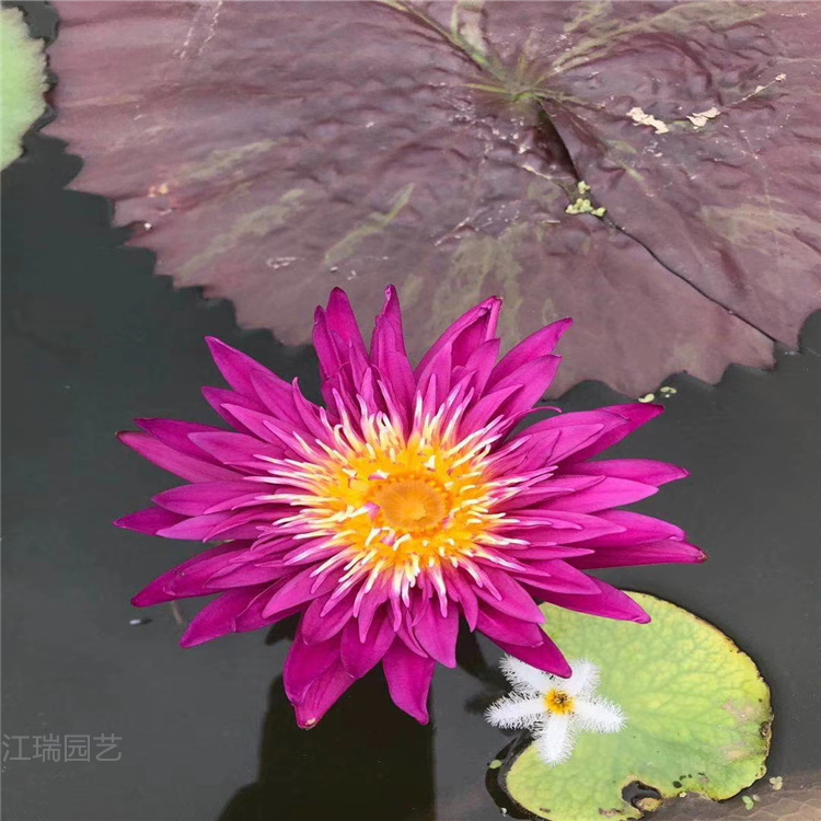 睡莲 多色睡莲价格 睡莲基地 江瑞园艺