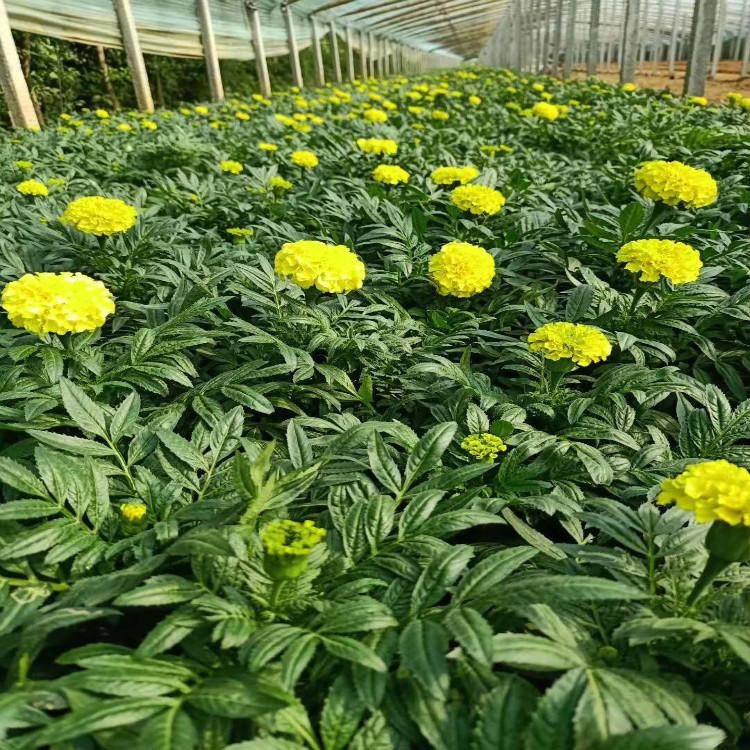 冠森万寿菊  万寿菊培育基地  时令草花多年生宿根花卉