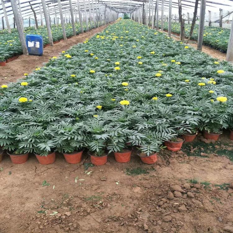 大花万寿菊  万寿菊培育基地  时令草花多年生宿根花卉