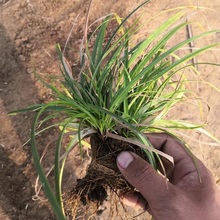 冠森  青绿苔草小苗  耐寒耐阴性好