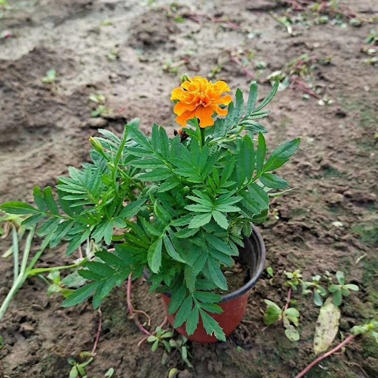 庭园美化孔雀草  孔雀草小苗  岩石园点缀栽植