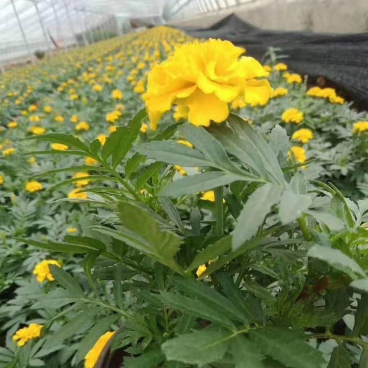 双色盆孔雀草  孔雀草盆栽  岩石园点缀栽植