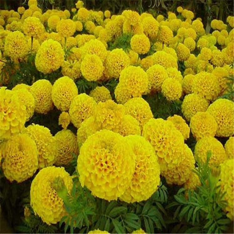 冠森万寿菊  万寿菊小苗  可做花篱，园林造景等