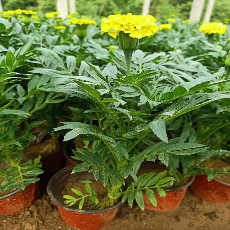 金黄色万寿菊  万寿菊培育基地  可做花篱，园林造景等