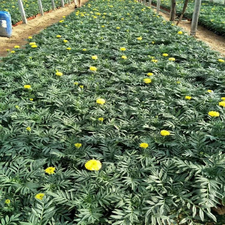 金黄色万寿菊  万寿菊培育基地  室内观赏盆栽，美化阳台