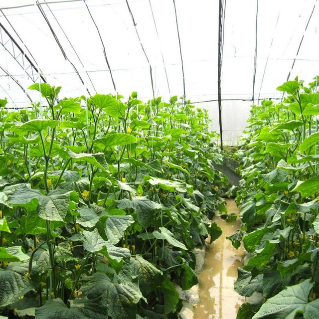 立即询价 联系企业 温室大棚大黄瓜种苗抗死棵温室大棚大黄瓜种苗 0 65 0 6 0 5 1000棵起订 5000棵起订 棵起订 品牌 寿宏农业 供货总量 棵 发货期限 付款成功后3天内安排发货 产品信息 等级 一级品种纯度 98 Space 寿光市寿宏农业